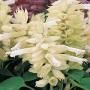 Seminte profesionale Salvia splendens - Salvia - imagine 48749